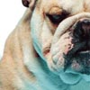 bulldog